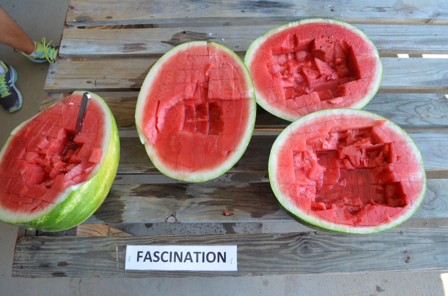 Watermelon Field Day